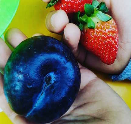 Alimentação